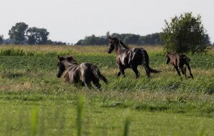 Friesian Horses