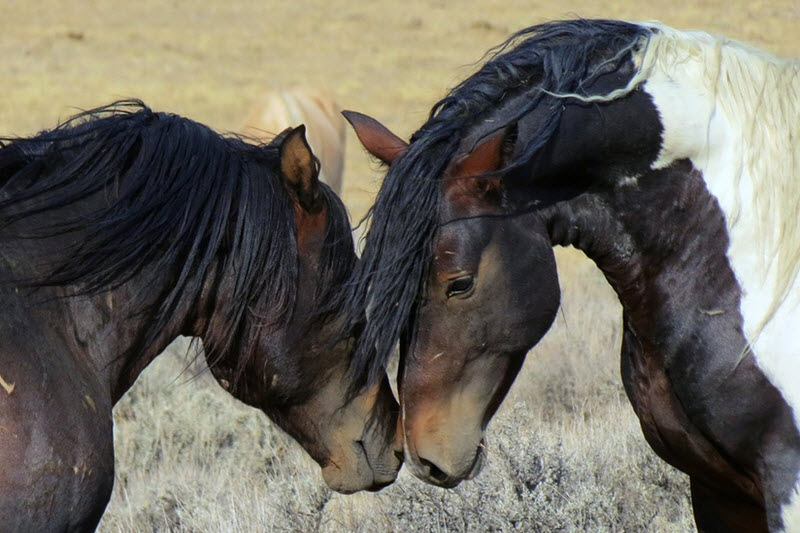 Mustang Horse